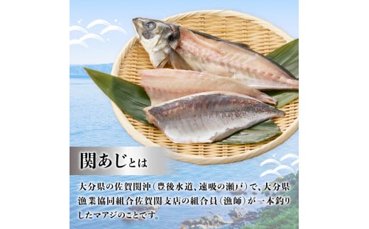 関冷刺　関あじ（大）