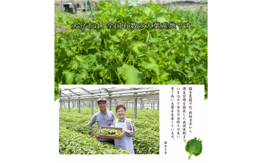 大葉胡椒 4個セット