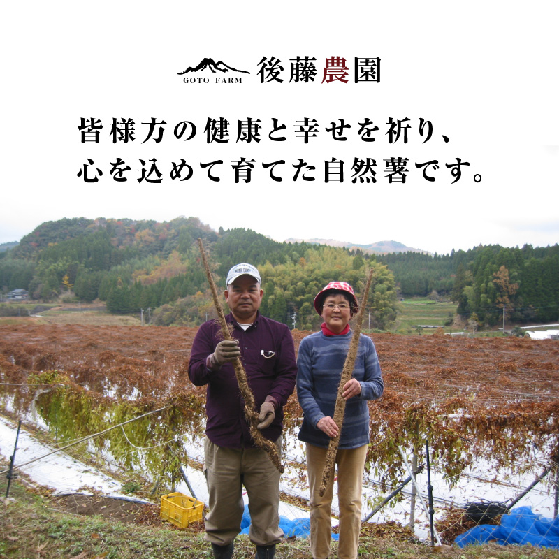 こだわり自然薯 A