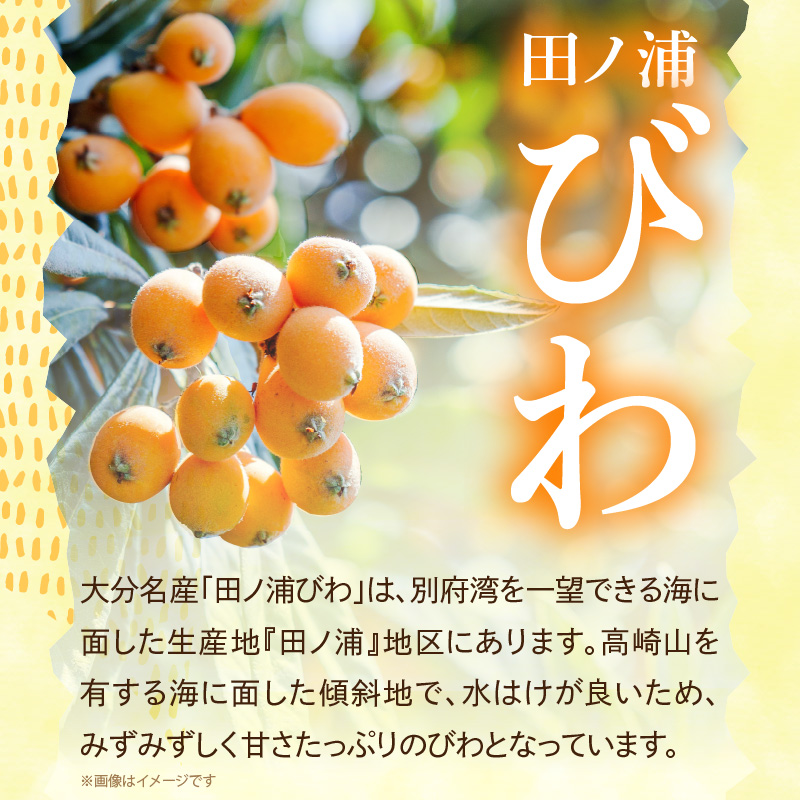 【期間限定】田ノ浦びわ 約1.08kg（270g×4パック）