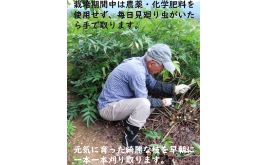 譌・譛ャ螻ア莠コ蜿ゑシ医ヲ繝・繧ヲ繧ャ繝医え繧ュシ臥イ画忰 譛ャ蝣エ螟ァ蛻逵檎肇