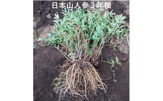 譌・譛ャ螻ア莠コ蜿ゑシ医ヲ繝・繧ヲ繧ャ繝医え繧ュシ臥イ画忰 譛ャ蝣エ螟ァ蛻逵檎肇