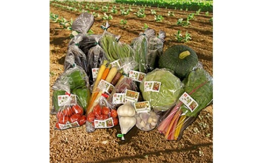 季節野菜の詰め合わせセット 旬野菜 | 野菜 健康 旬の詰め合わせ  大分県産 九州産 中津市 国産 送料無料