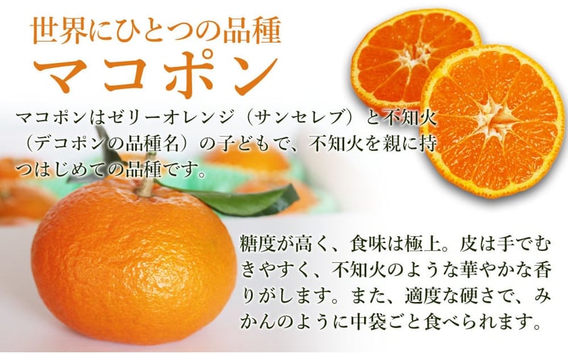紅モンスター マコポン贈答用 12玉 | フルーツ 果物 くだもの 果実 柑橘 柑橘類 まこぽん マコポン オレンジ ゼリーオレンジ 不知火 国産 中津市産 産地直送 大分県 中津市