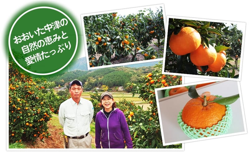 【JALふるさと納税限定価格】紅モンスター マコポン5玉 | フルーツ 果物 くだもの 果実 柑橘 柑橘類 まこぽん マコポン オレンジ ゼリーオレンジ 不知火 国産 中津市産 産地直送 大分県 中津市