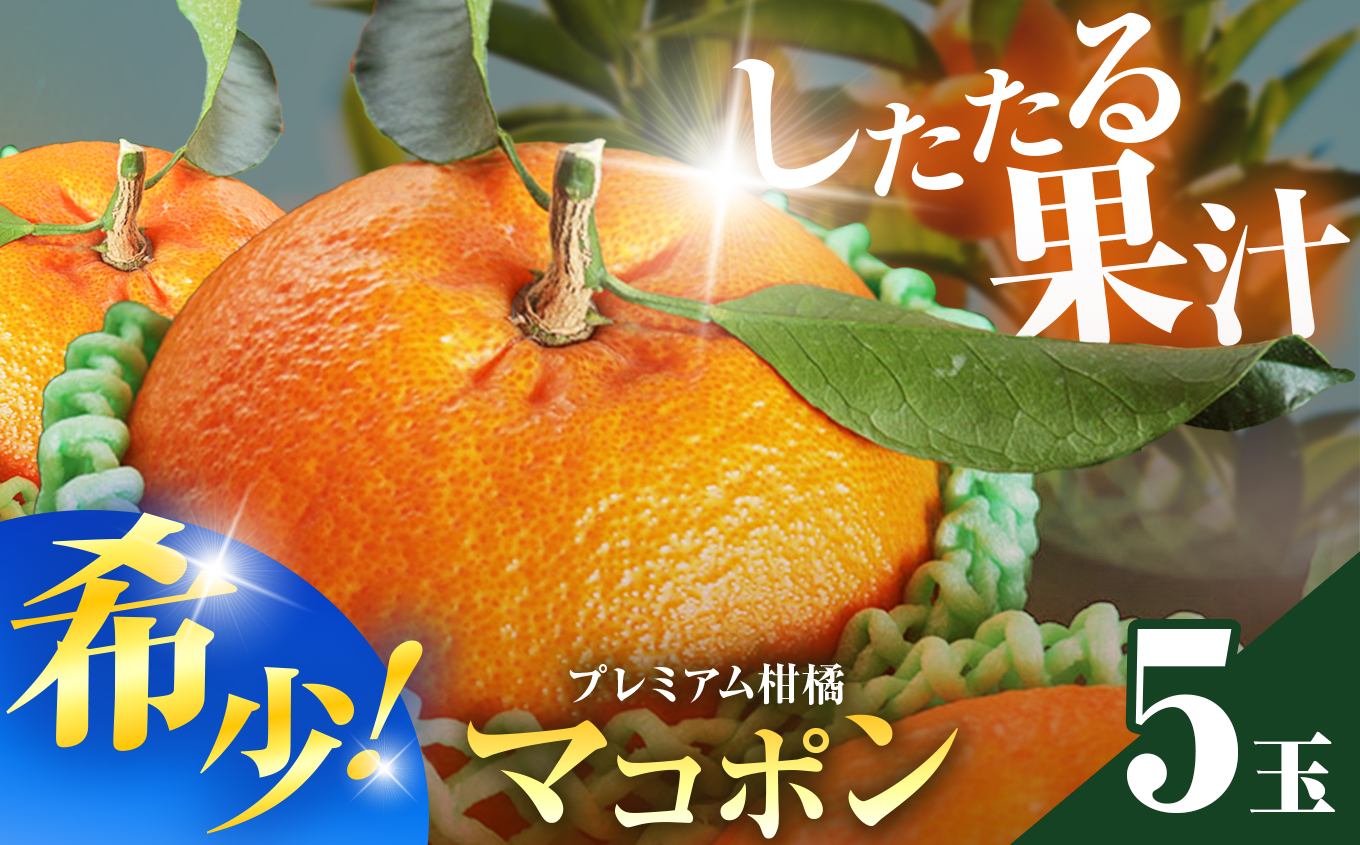 紅モンスター マコポン5玉 | フルーツ 果物 くだもの 果実 柑橘 柑橘類 まこぽん マコポン オレンジ ゼリーオレンジ 不知火 国産 中津市産 産地直送 大分県 中津市