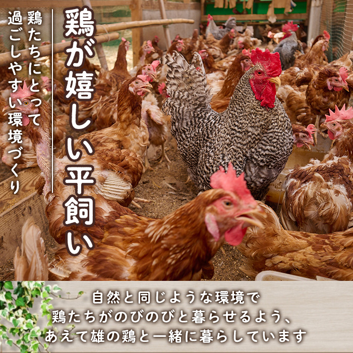 産直・平飼い有精卵 (計60個) 卵 玉子 卵かけご飯 玉子焼き 平飼い 鶏 鶏卵 養鶏場直送 朝採れ 新鮮 大分県 佐伯市 【HM02】【佐伯養鶏場】