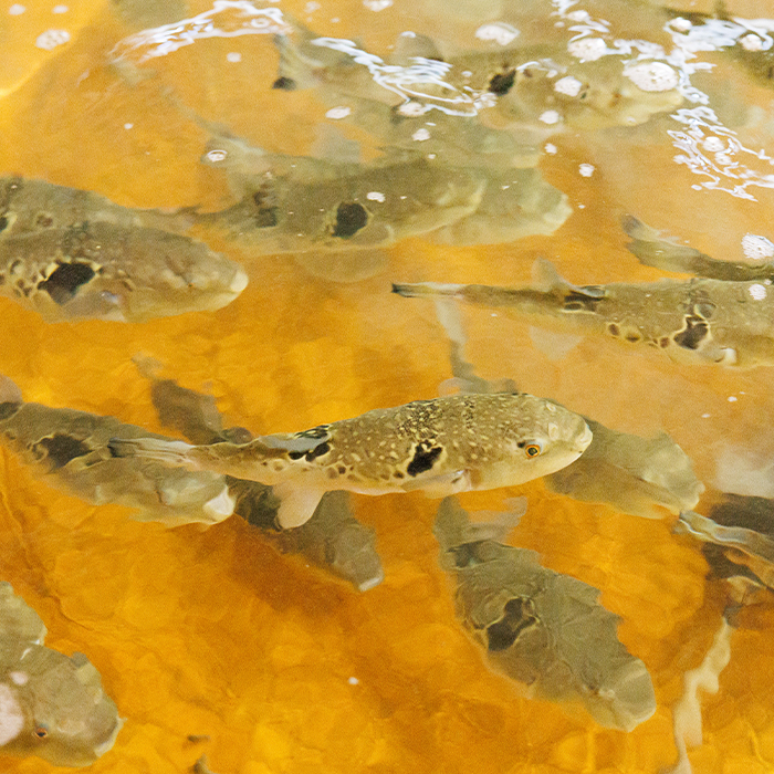 ＜ 訳あり ・ 簡易包装 ＞ 豊後水道 とらふぐ 切り身 (計1.2kg) ふぐ フグ トラフグ ふぐ鍋 唐揚げ ふぐちり てっちり 小分け 切身 切り身魚 切身魚 大容量 国産 冷凍 養殖 岬ふぐ【JJ002】【浪井丸一水産】