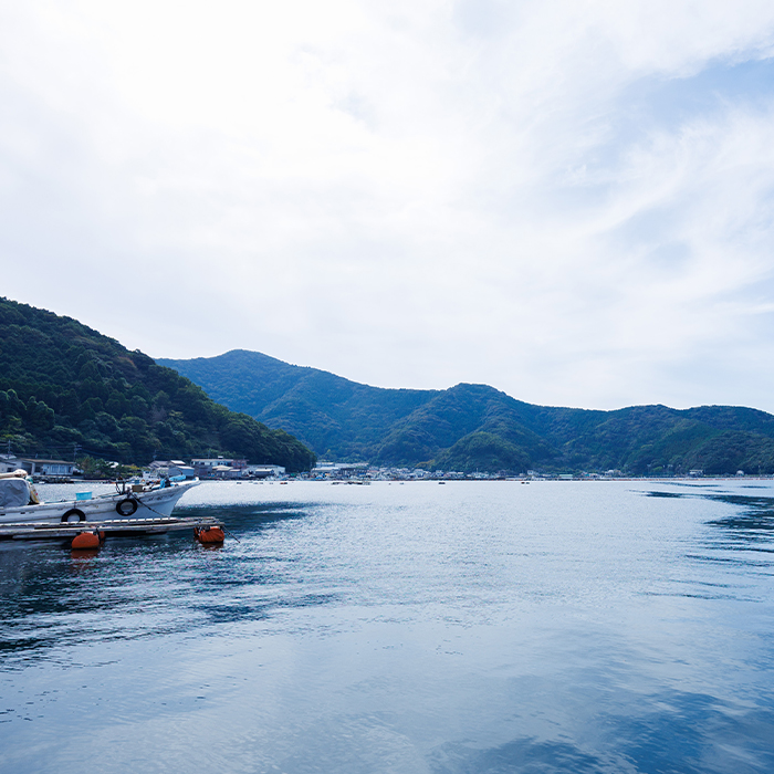 ＜ 訳あり ・ 簡易包装 ＞ 豊後水道 とらふぐ 切り身 (計1.2kg) ふぐ フグ トラフグ ふぐ鍋 唐揚げ ふぐちり てっちり 小分け 切身 切り身魚 切身魚 大容量 国産 冷凍 養殖 岬ふぐ【JJ002】【浪井丸一水産】