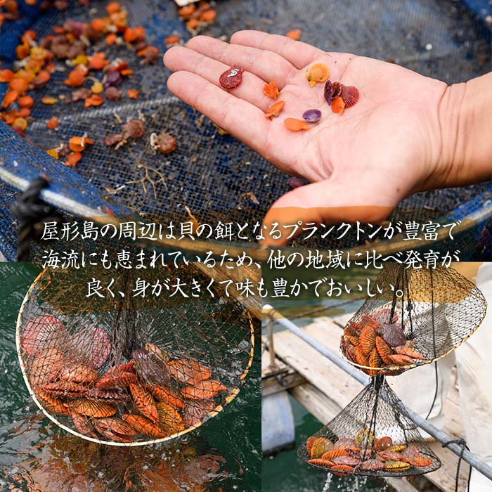 緋扇貝 (計18枚) 海鮮 ヒオウギ貝 BBQ バーベキュー 炭火焼 酒蒸し ご当地 国産 大分県 佐伯市産  屋形島で後藤さんが育てた緋扇貝 大分県 佐伯市【AX61】【後藤緋扇養殖販売】