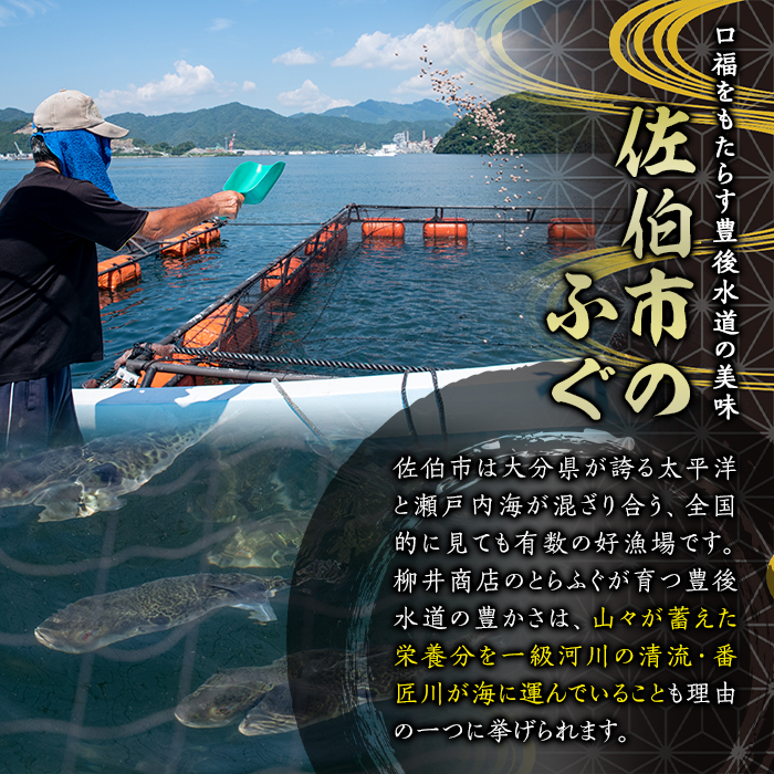 ＜生産者応援企画＞ 豊後とらふぐ ふぐちり鍋用 (約370g・3-4人前) 数量限定 フグ 鍋 ふぐ ふぐちり 切り身 切身 冷凍 養殖 海鮮 魚介 国産 河豚 【AB65-G】【柳井商店】