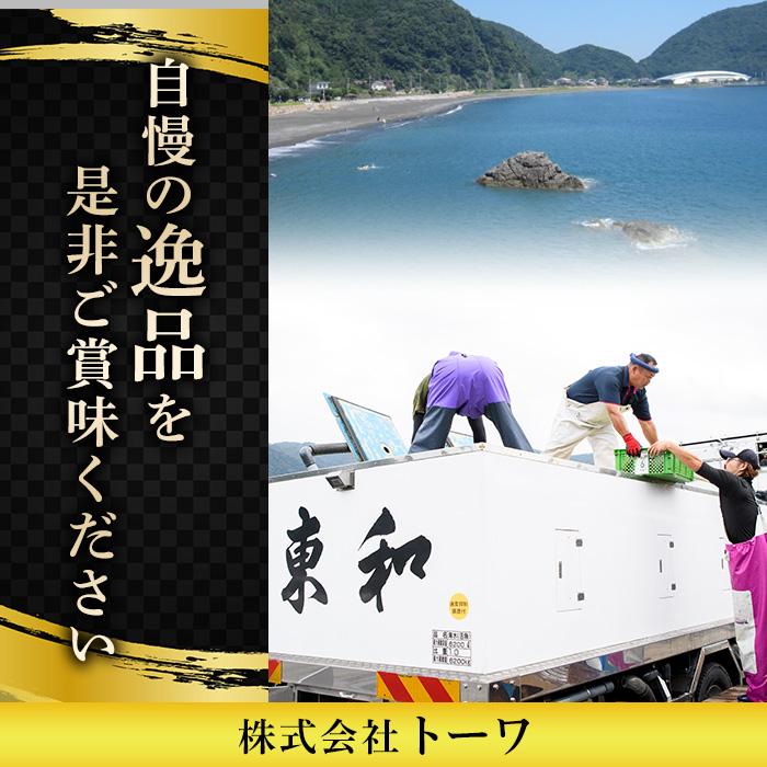 ＜瞬間凍結＞生簀直送 とらふぐ 刺身 セット (2-3人前) 魚 鮮魚 ふぐ 河豚 刺し身 刺身 さしみ ポン酢 もみじおろし 冷凍 佐伯 養殖 大分県 佐伯市 【EA29】【(株)トーワ】