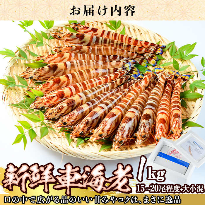 大分県産 新鮮車海老 (約1kg・15-20尾程度)直送 産直 漁師 魚 鮮魚 魚介 天然 車エビ 車海老 くるまえび 獲れたて 刺身 煮つけ フライ 塩焼き 冷蔵 大分県 佐伯市【DA02】【(有)丸直水産】