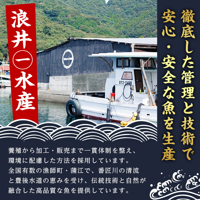 ＜ 訳あり ・ 簡易包装 ＞ 豊後水道 とらふぐ 切り身 (計1.2kg) ふぐ フグ トラフグ ふぐ鍋 唐揚げ ふぐちり てっちり 小分け 切身 切り身魚 切身魚 大容量 国産 冷凍 養殖 岬ふぐ【JJ002】【浪井丸一水産】