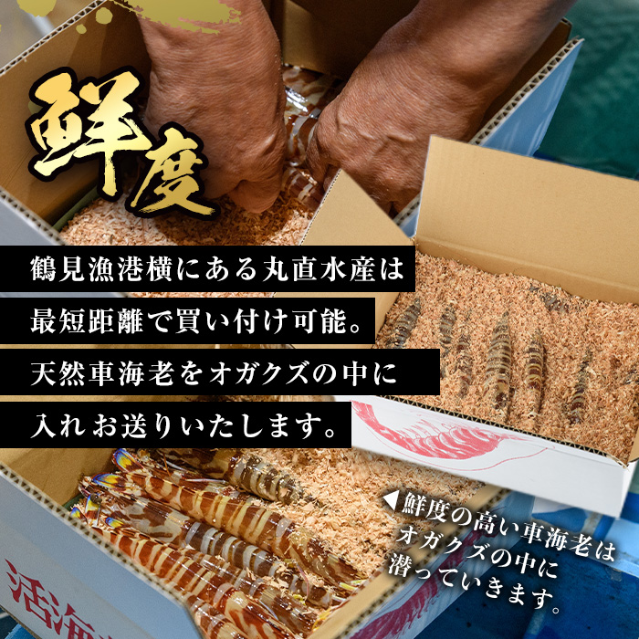 大分県産 新鮮車海老 (約1kg・15-20尾程度)直送 産直 漁師 魚 鮮魚 魚介 天然 車エビ 車海老 くるまえび 獲れたて 刺身 煮つけ フライ 塩焼き 冷蔵 大分県 佐伯市【DA02】【(有)丸直水産】