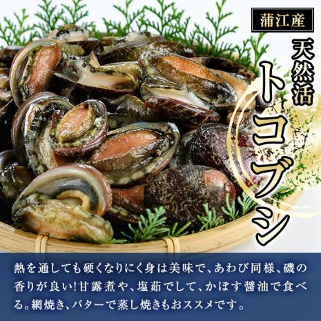 天然 トコブシ (約1kg) 鮮魚 魚介 貝 トコブシ とこぶし 酒蒸し 網焼き