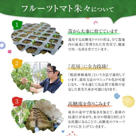 フルーツトマト 朱朱 Mサイズ (計1kg・16-18玉) M 高糖度 糖度 フルーツトマト トマト 野菜 サラダ 大分県 佐伯市 九州産 国産 大分県 佐伯市【CH63】【(株)サニープレイス】