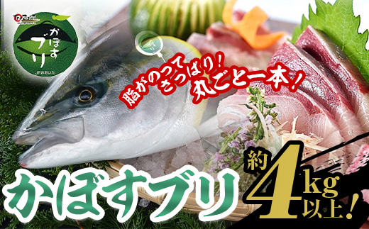 【水揚げ次第お届け】米水津産かぼすブリ(約4kg以上)まるごと一本 ブリ 鮮魚 刺身 刺し身 さしみ 鰤 ぶり 煮付け 大分県 佐伯市【EW065】【(株)Up】