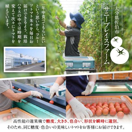 フルーツトマト 朱朱 Mサイズ (計1kg・16-18玉) M 高糖度 糖度 フルーツトマト トマト 野菜 サラダ 大分県 佐伯市 九州産 国産 大分県 佐伯市【CH63】【(株)サニープレイス】