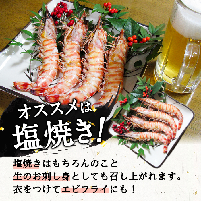 漁師直送! 天然活〆車えび (計500g・250g×2P) 大分県産 【EJ01】【萬漁丸】