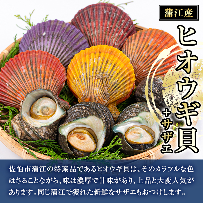 ヒオウギ貝(5枚)とサザエ(約500g) 魚介 貝 ヒオウギ貝 ひおうぎ貝 サザエ さざえ 栄螺 酒蒸し 網焼き バター焼き バーベキュー 獲れたて 冷蔵 海の直売所 大分県 佐伯市【AS121】【海べ (株)】