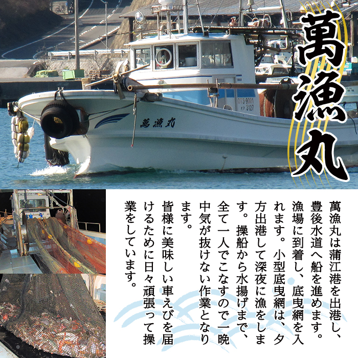 漁師直送! 天然活〆車えび (計500g・250g×2P) 大分県産 【EJ01】【萬漁丸】