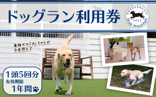 メール便でお届け！ドッグラン利用券(1頭5回分) 犬 ワンちゃん ペット チケット 体験 レジャー 自然 屋内 屋内 ラン 川遊び ポスト投函 大分県 佐伯市【HI002】【ドッグラン＆カフェblue mountain】