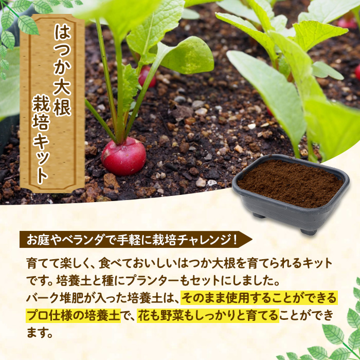 はつか大根栽培キット 甘日大根 二十日大根 家庭菜園 庭 ベランダ 手軽 栽培野菜 大分県 佐伯市【HD237】【さいき本舗 城下堂】