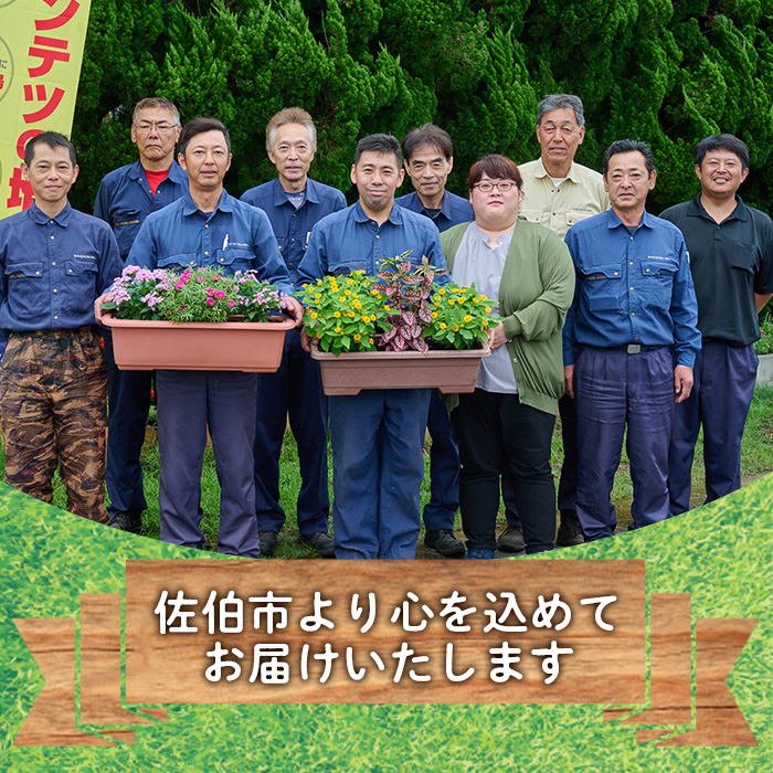 はつか大根栽培キット 甘日大根 二十日大根 家庭菜園 庭 ベランダ 手軽 栽培野菜 大分県 佐伯市【HD237】【さいき本舗 城下堂】