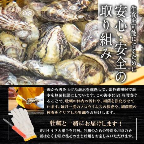 真ガキ 大入島オイスター (約2.6kg) 牡蠣 カキ 貝 海鮮 魚介類 冷蔵 生食可 シングルシード 養殖 大分県 佐伯市【ED09】【(合)新栄丸】