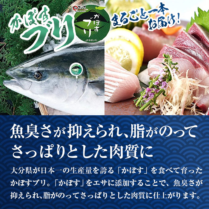 【水揚げ次第お届け】米水津産かぼすブリ(約4kg以上)まるごと一本 ブリ 鮮魚 刺身 刺し身 さしみ 鰤 ぶり 煮付け 大分県 佐伯市【EW065】【(株)Up】