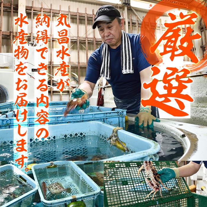 天然 血鯛 (約2kg・計5-7枚) 直送 産直 漁師 魚 鮮魚 天然 チダイ 鯛 白身魚 獲れたて 刺身 煮つけ 塩焼き 冷蔵 豊後水道 鮮魚 大分県 佐伯市【CS03】【 (有)丸昌水産】