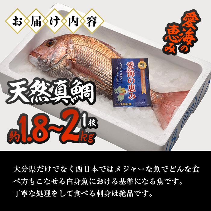 天然 真鯛 (約1.8-2kg・1枚) 直送 産直 漁師 魚 鮮魚 天然 マダイ 鯛 白身魚 獲れたて 刺身 煮つけ 塩焼き 冷蔵 豊後水道 鮮魚 大分県 佐伯市【CS02】【 (有)丸昌水産】