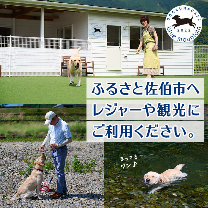 メール便でお届け！ドッグラン利用券(ランチ・スイーツ・お土産付き)(1頭1回分) 犬 ワンちゃん ペット チケット おやつ カフェ 体験 レジャー 自然 屋内 屋内 ラン ポスト投函 大分県 佐伯市 【HI001】【ドッグラン＆カフェblue mountain】