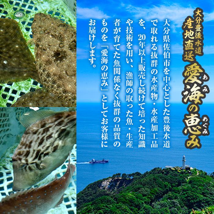 天然 コショウダイ (約2kg・1枚) 直送 産直 漁師 魚 鮮魚 天然 コショウタイ 鯛 白身魚 獲れたて 刺身 寿司 煮つけ 塩焼き 冷蔵 豊後水道 鮮魚 大分県 佐伯市 愛海の恵み【CS08】【 (有)丸昌水産】