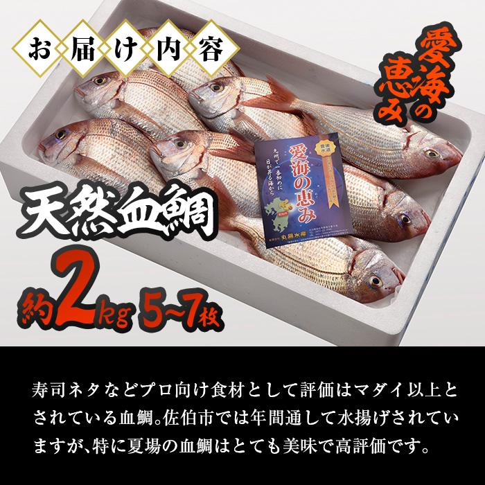 天然 血鯛 (約2kg・計5-7枚) 直送 産直 漁師 魚 鮮魚 天然 チダイ 鯛 白身魚 獲れたて 刺身 煮つけ 塩焼き 冷蔵 豊後水道 鮮魚 大分県 佐伯市【CS03】【 (有)丸昌水産】