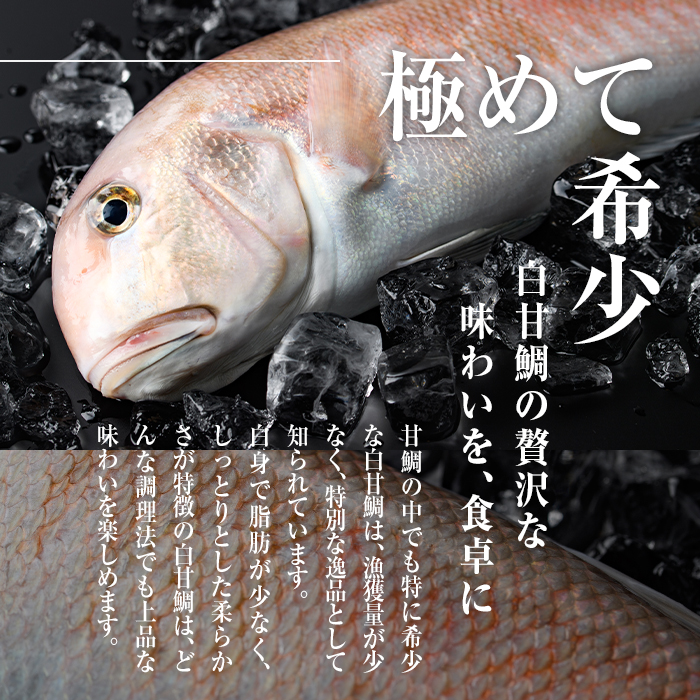 白甘鯛 幻の 高級魚 (1尾・1-1.2kg) 魚 鮮魚 甘鯛 冷蔵 シロ アマダイ 鯛 高級 大分県 佐伯市 【FZ007】【波平食堂】