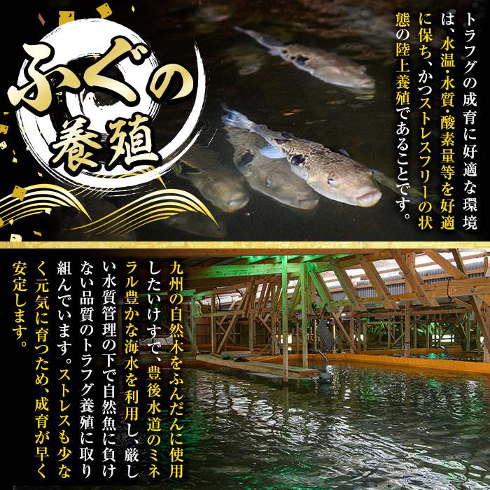 ＜瞬間凍結＞生簀直送 とらふぐ 刺身 セット (6-7人前) 魚 鮮魚 ふぐ 河豚 刺し身 刺身 さしみ ポン酢 もみじおろし 冷凍 佐伯 養殖 大分県 佐伯市 【EA31】【(株)トーワ】