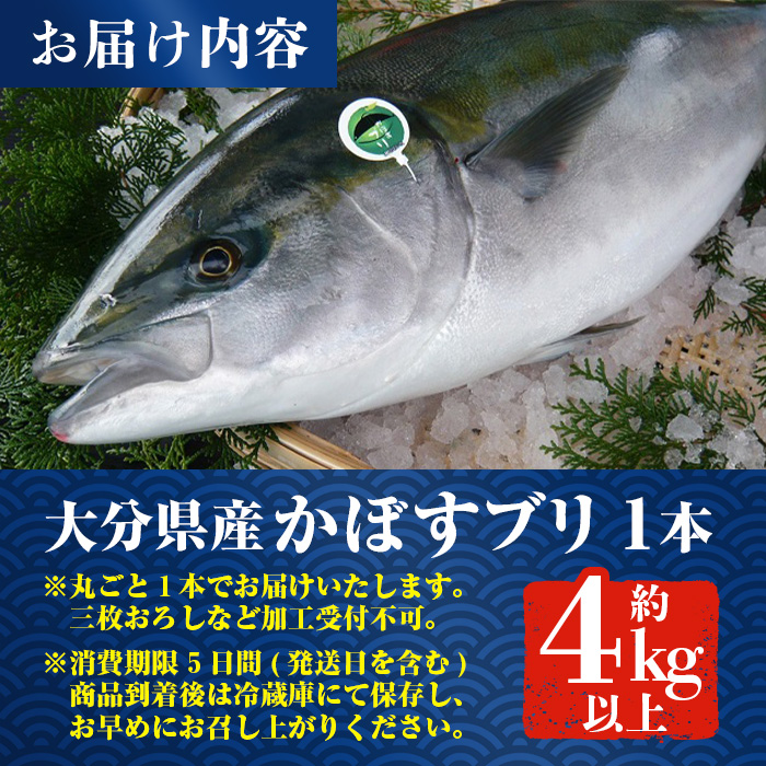 【水揚げ次第お届け】米水津産かぼすブリ(約4kg以上)まるごと一本 ブリ 鮮魚 刺身 刺し身 さしみ 鰤 ぶり 煮付け 大分県 佐伯市【EW065】【(株)Up】