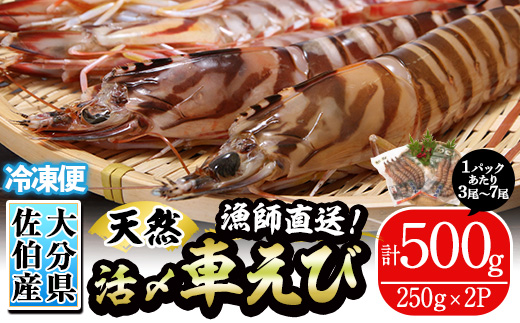 漁師直送! 天然活〆車えび (計500g・250g×2P) 大分県産 【EJ01】【萬漁丸】