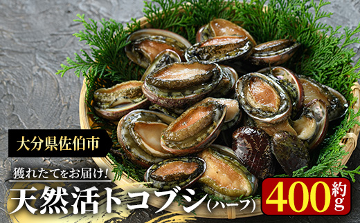 天然トコブシ (約400g・ハーフサイズ) 魚介 貝 トコブシ とこぶし 網焼き バター焼き バーベキュー 獲れたて 冷蔵 海の直売所 大分県 佐伯市【AS107】【海べ】