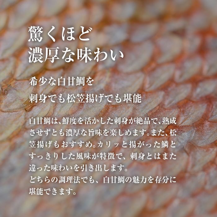 白甘鯛 幻の 高級魚 (1尾・1-1.2kg) 魚 鮮魚 甘鯛 冷蔵 シロ アマダイ 鯛 高級 大分県 佐伯市 【FZ007】【波平食堂】