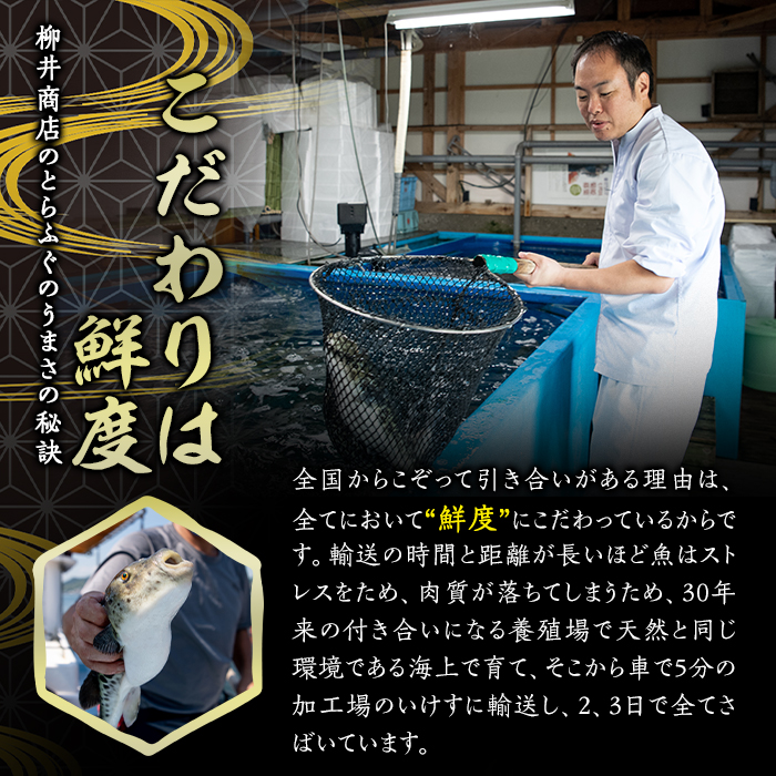 豊後 とらふぐ 刺身 おかわり 付き セット (総量約520g) とらふぐ ふぐ フグ ふぐ刺し フグ刺し ふぐ刺身 フグ刺身 刺身 鮮魚 冷凍 おかわり 真空 パック 皿無し 養殖 国産【AB229】【柳井商店】