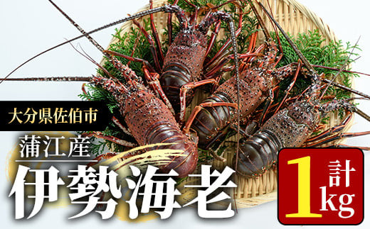 ＜期間限定＞ 大分県産 伊勢海老 (計1kg・約2～5尾) エビ えび 刺身 魚介 海鮮 BBQ 国産 味噌汁【AS128】【海べ (株)】