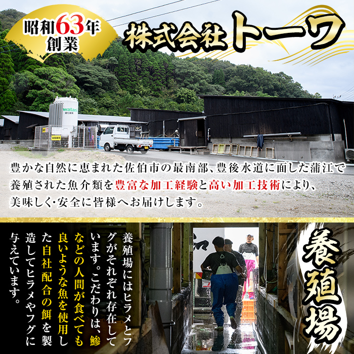 ＜瞬間凍結＞生簀直送 とらふぐ 刺身 セット (6-7人前) 魚 鮮魚 ふぐ 河豚 刺し身 刺身 さしみ ポン酢 もみじおろし 冷凍 佐伯 養殖 大分県 佐伯市 【EA31】【(株)トーワ】