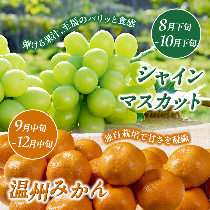 ＜定期便・全4回＞大分県産旬のフルーツ定期便 (4種・総量9kg) ブルーベリー シャインマスカット 温州みかん いちご フルーツ 果物 柑橘 ブドウ デザート 大分県産＜北海道・沖縄・離島配送不可＞ 【DT23】【全国農業協同組合連合会大分県本部】