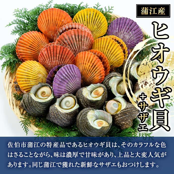 ヒオウギ貝(10枚)とサザエ(約1kg) 魚介 貝 ヒオウギ貝 ひおうぎ貝 サザエ さざえ 栄螺 酒蒸し 網焼き バター焼き バーベキュー 獲れたて 冷蔵 海の直売所 大分県 佐伯市【AS120】【海べ (株)】