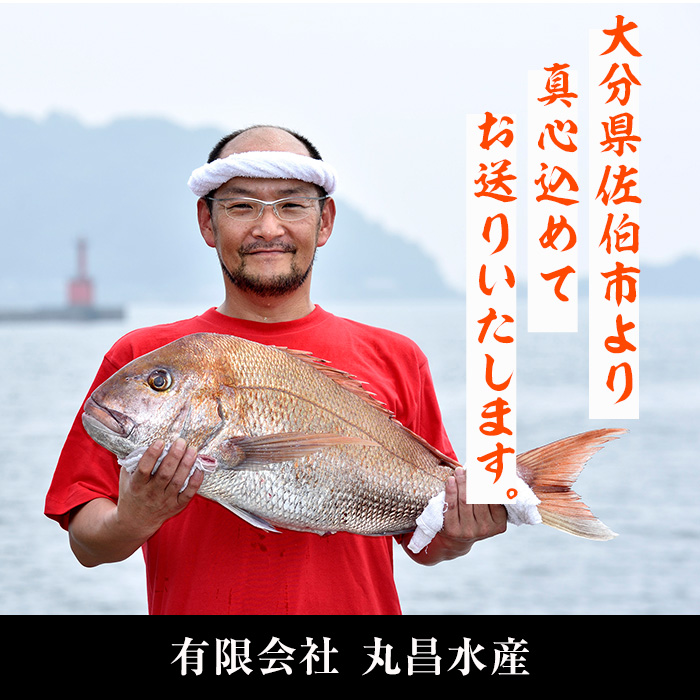 天然 真鯛 (約1.8-2kg・1枚) 直送 産直 漁師 魚 鮮魚 天然 マダイ 鯛 白身魚 獲れたて 刺身 煮つけ 塩焼き 冷蔵 豊後水道 鮮魚 大分県 佐伯市【CS02】【 (有)丸昌水産】