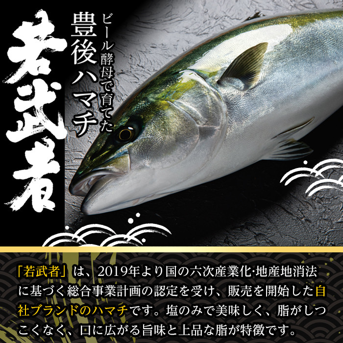 豊後ハマチ 若武者(丸一本) ハマチ はまち 鮮魚 旬 刺身 鰤しゃぶ 竜田揚げ りゅうきゅう 国産 大分県 佐伯市 特産品【GS001】【浪井丸天水産】