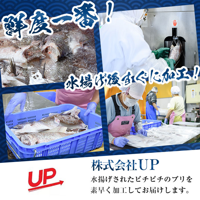 【水揚げ次第お届け】米水津産かぼすブリ(約4kg以上)まるごと一本 ブリ 鮮魚 刺身 刺し身 さしみ 鰤 ぶり 煮付け 大分県 佐伯市【EW065】【(株)Up】